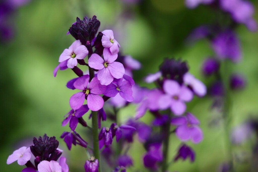 rocket grow from seed