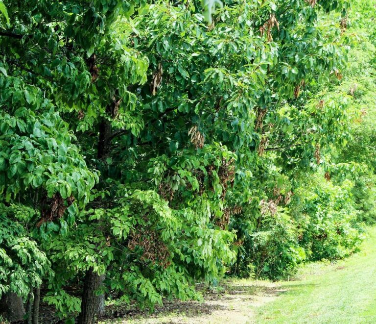 root pruning effects on growth