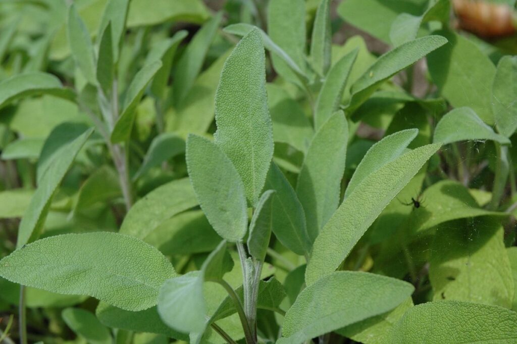 when to harvest sage leaves