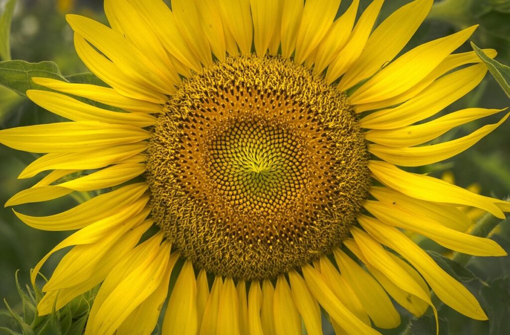 saving sunflower seeds