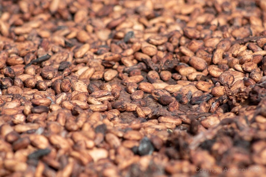 saving tomato seeds fermentation