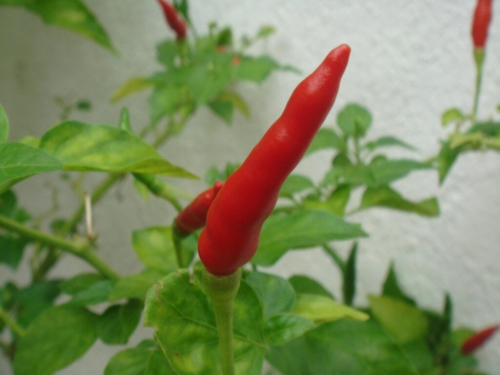 small hot peppers