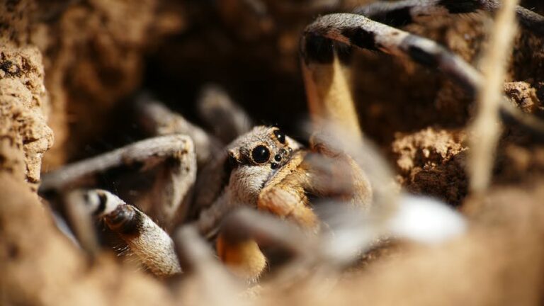 soil food web basics