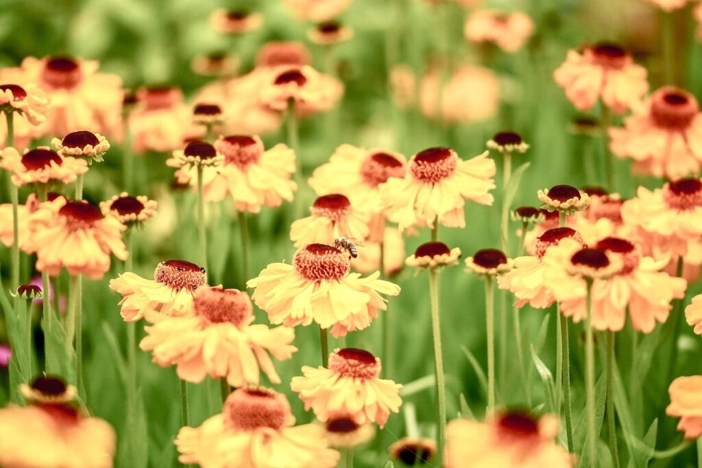 spring garden planning