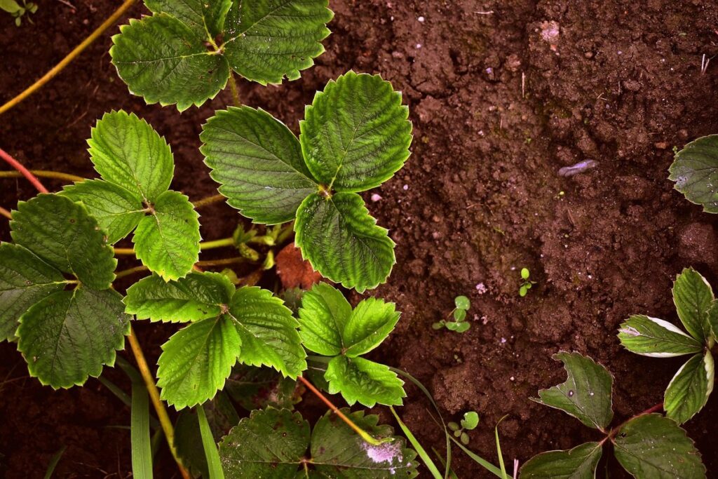 do strawberries need acidic soil