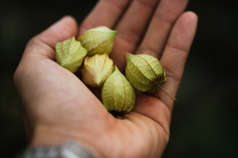 tomatillo vs ground cherry plant