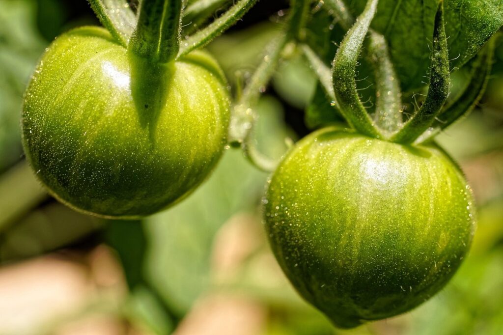 tomatoes companion plants