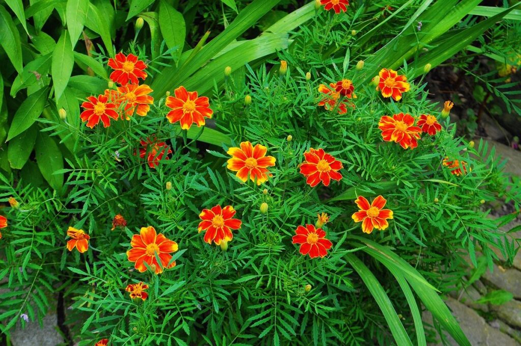 tropical milkweed plant