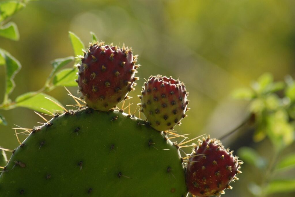 tuna cactus pear