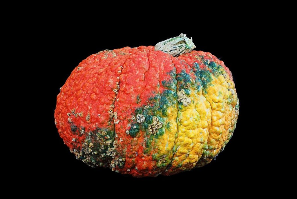 unique pumpkins