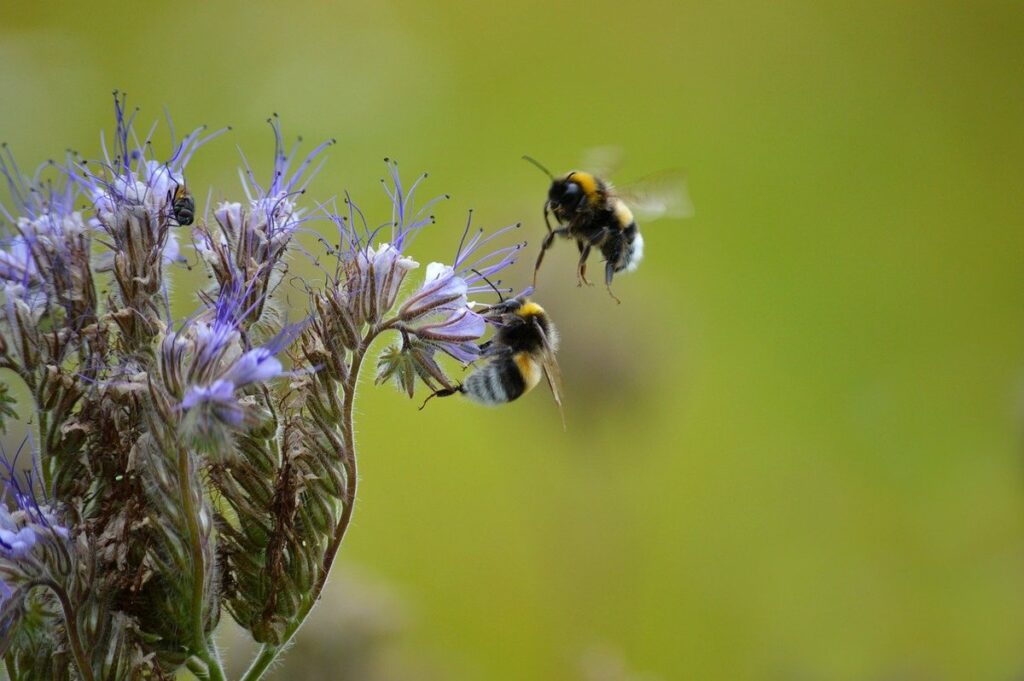 best manure for vegetable garden