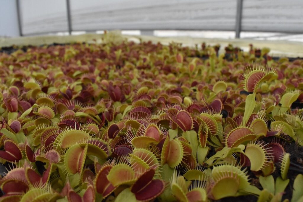 venus flytrap care indoors