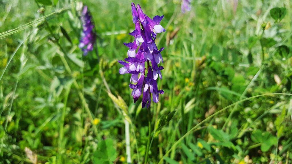 vetch cover crop management