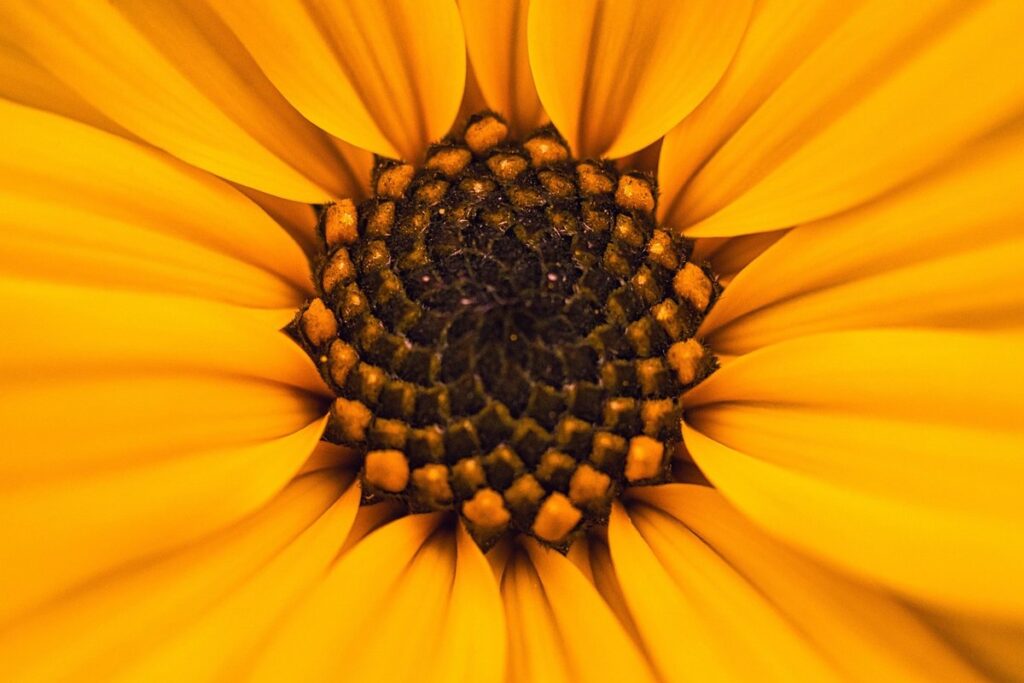 windbreak plants for gardens