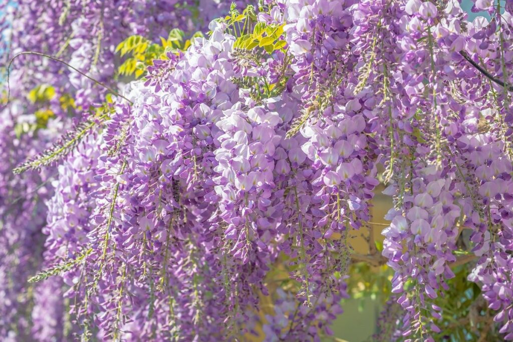 is wisteria plant poisonous