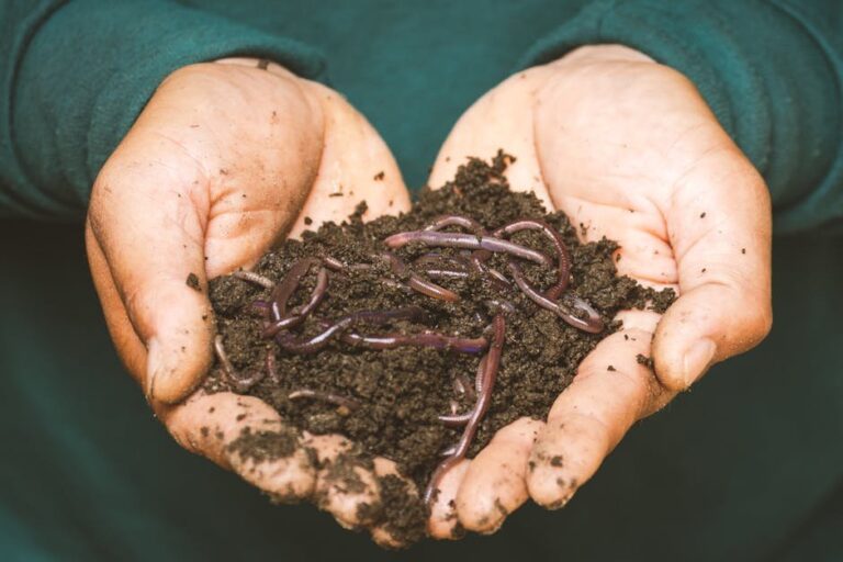 worm castings for tomatoes