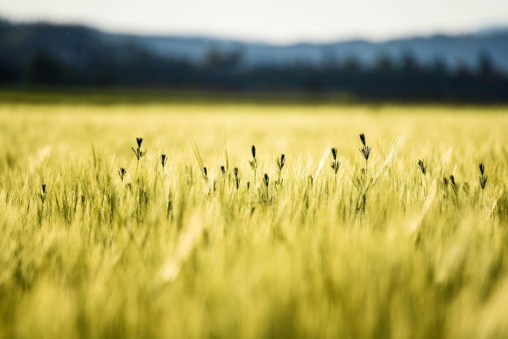 why leaves turn yellow chlorosis