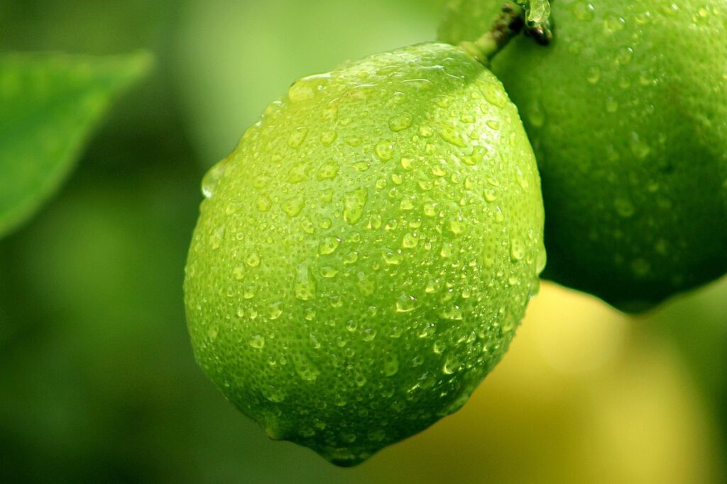 lemon leaf yellowing causes