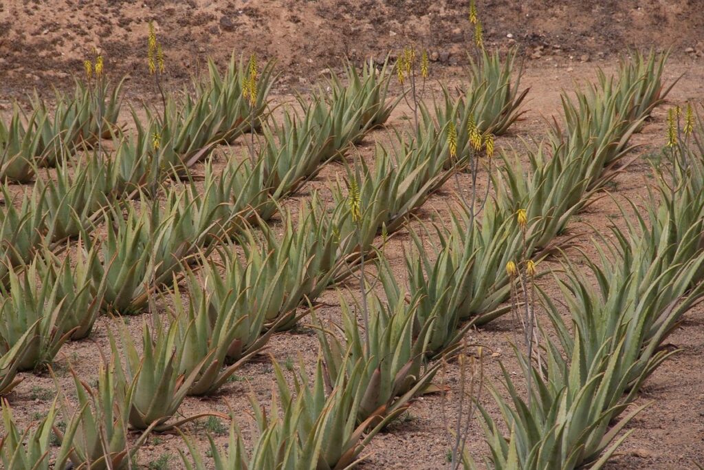 best soil for aloe vera