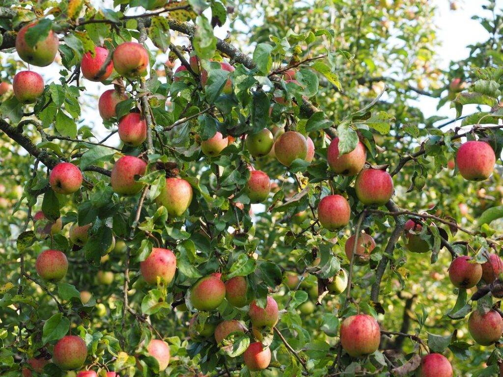 apple tree multiple variety