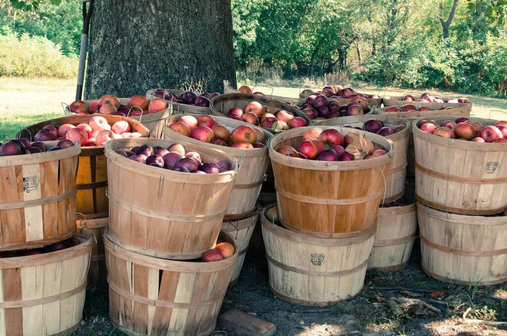 how large is a bushel of apples