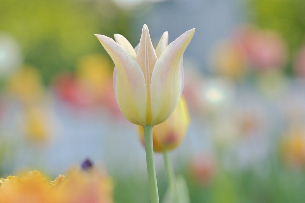 plant species that bloom in april