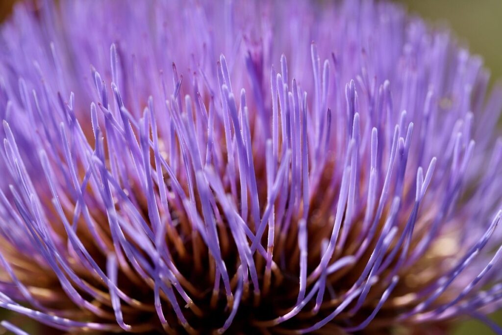 artichoke flower