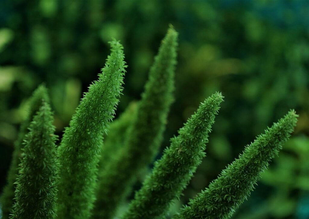 how to grow asparagus