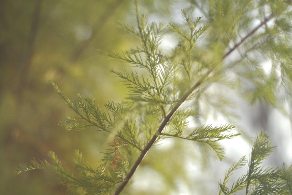 bald cypress fact sheet