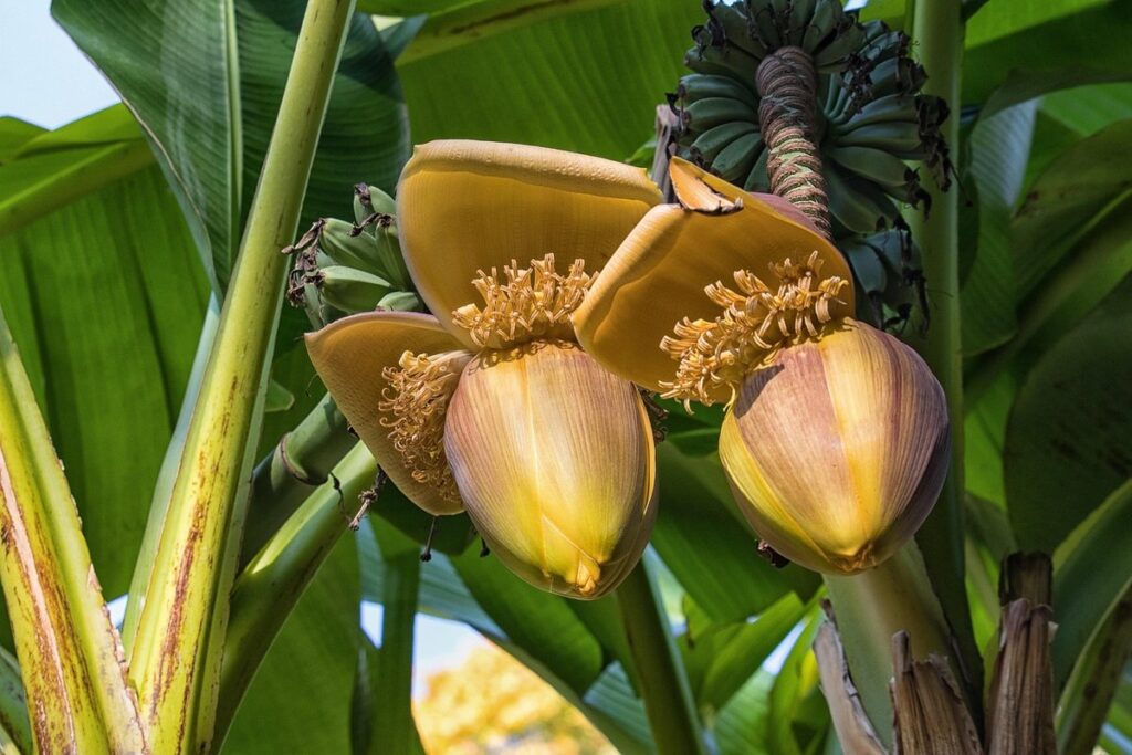 banana plant flowering