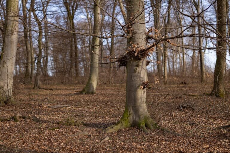 bare root tree shedding leaves