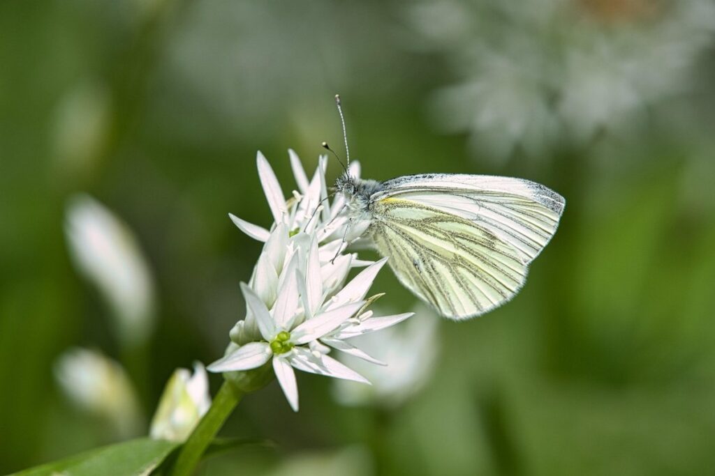 bear garlic plant