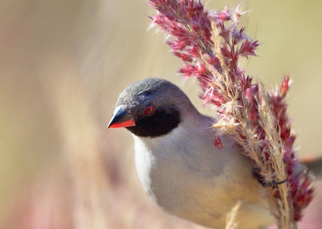 branch with black seeds