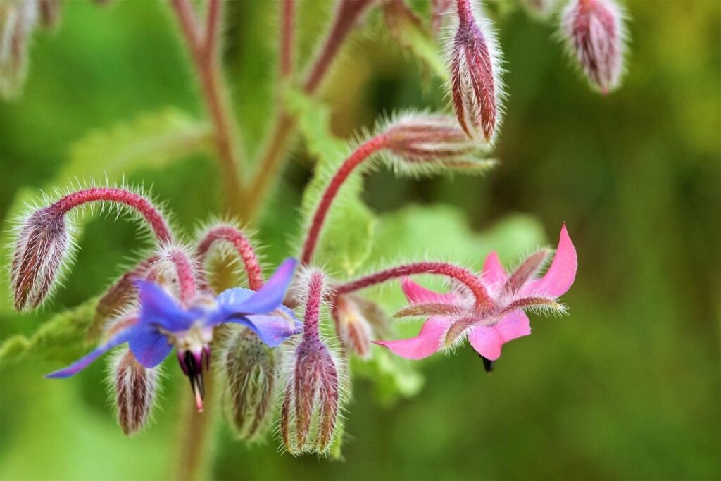 borage companion plant