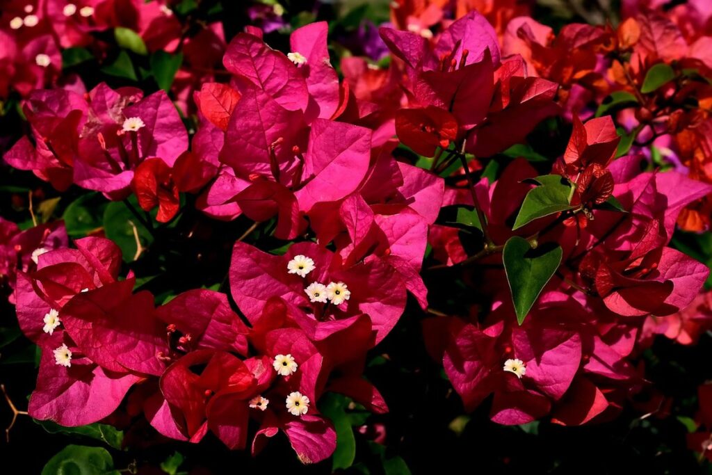 bougainvillea flower structure