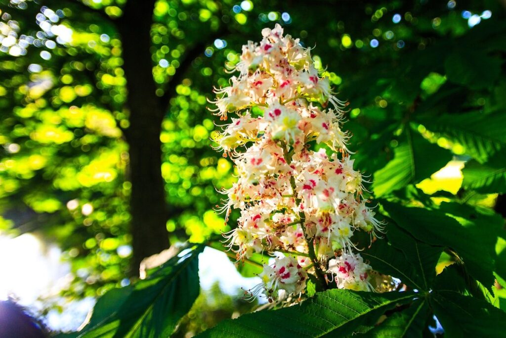 buckeye susan flower multicolor