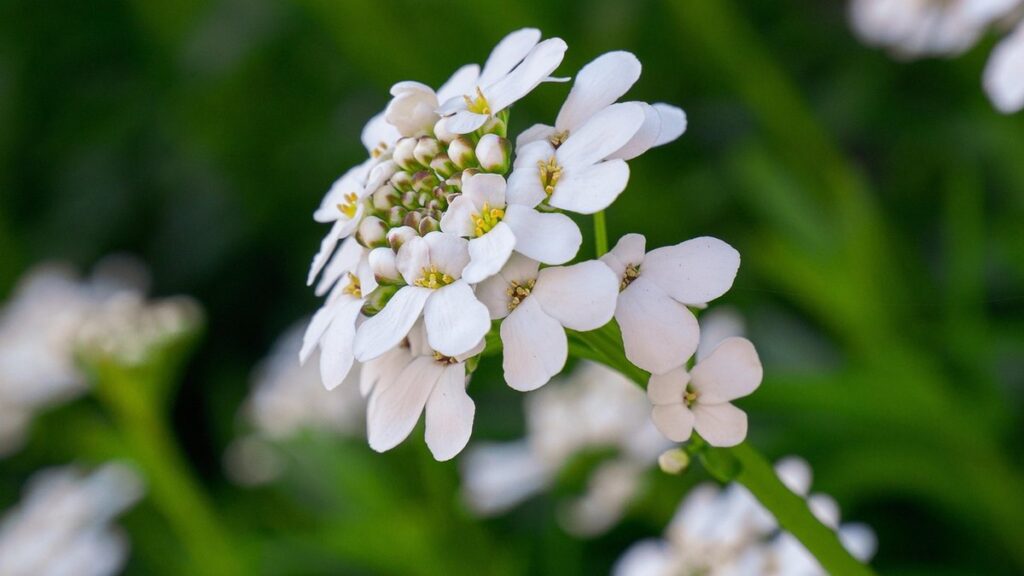 candytuft flower plant