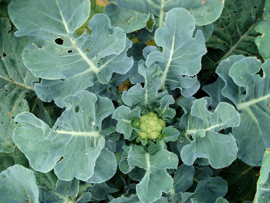 when to plant cauliflower