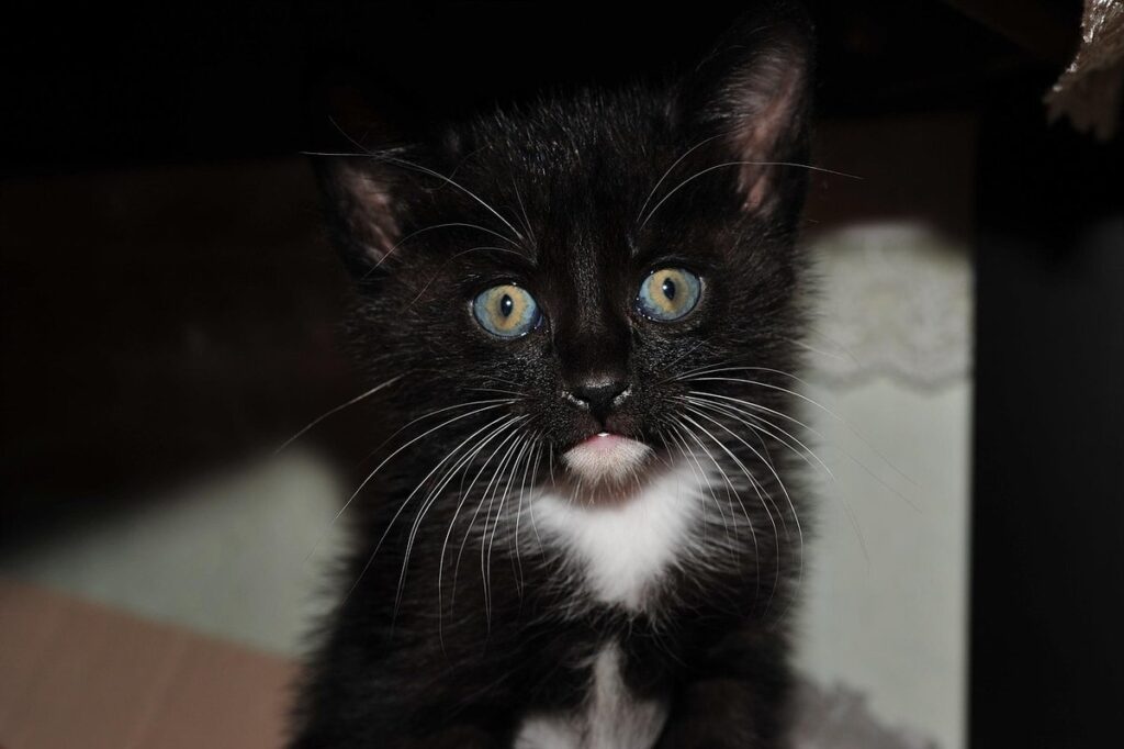 growing cavolo nero in containers