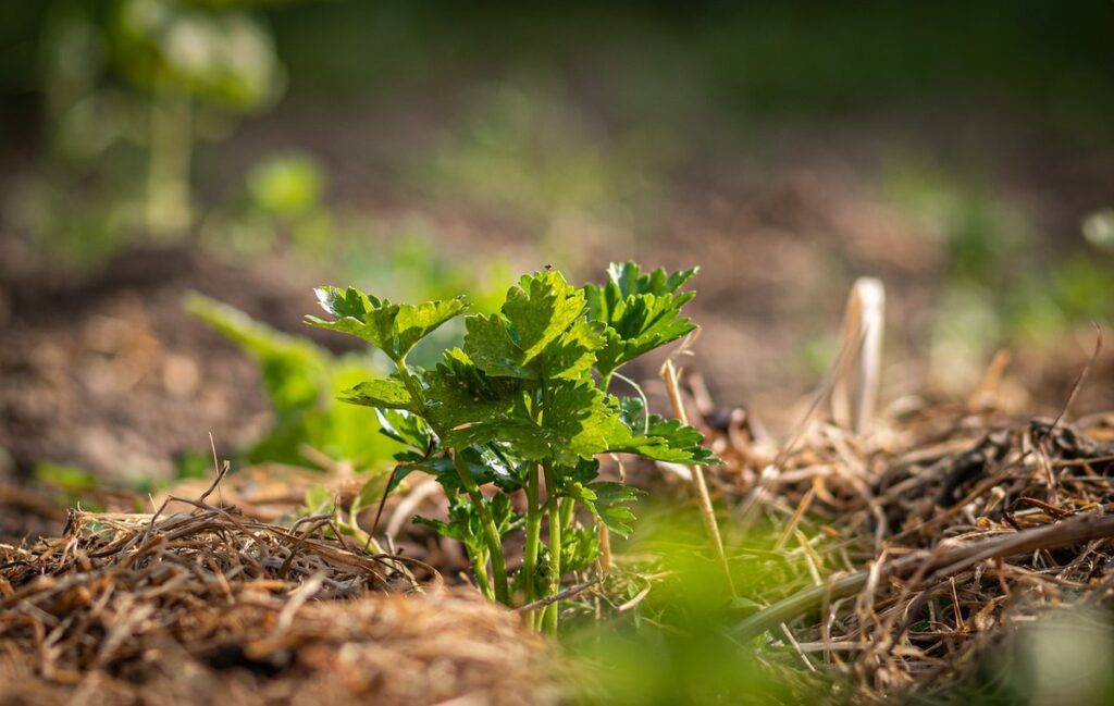 celery seeds grow