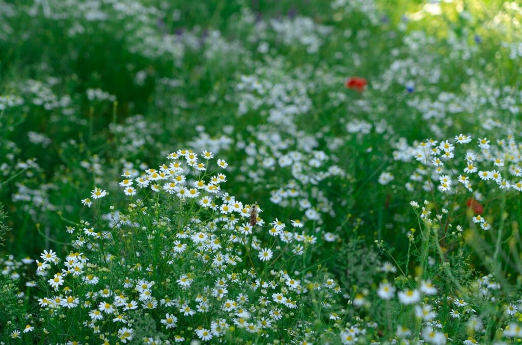 how to grow chamomile