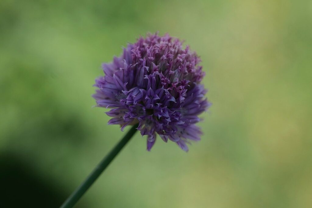how to grow chives outdoors