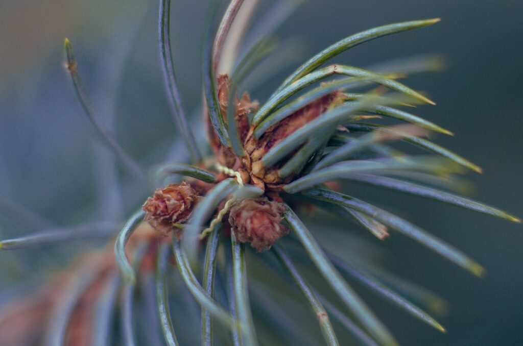 christmas round plant