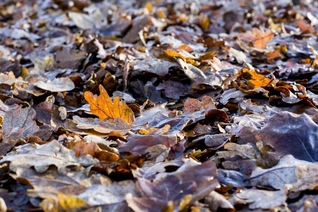 christmas seed gifts