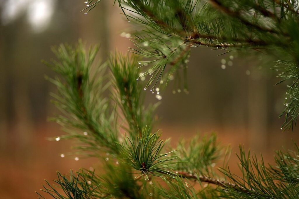 do you use warm or cold water for a christmas tree