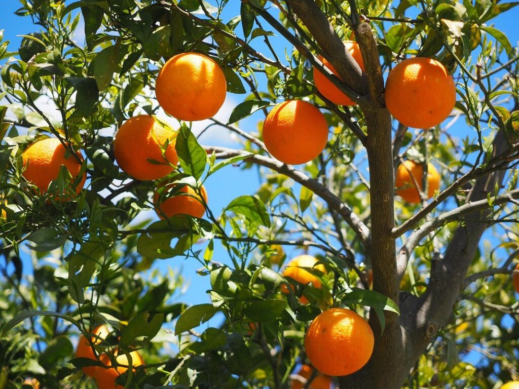 pruning citrus trees