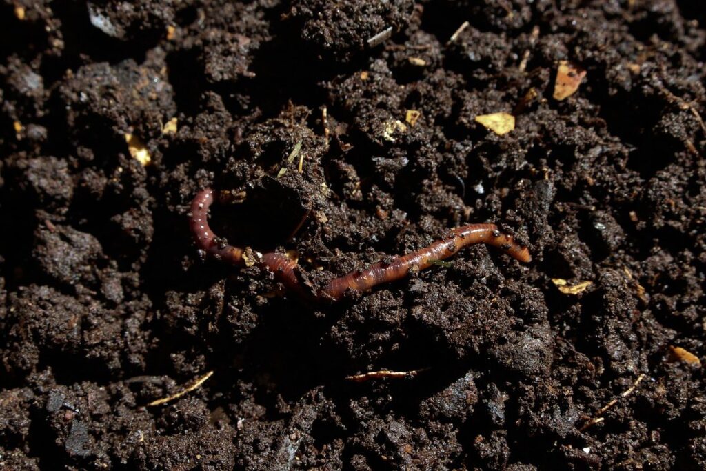 compost worms vs red wigglers