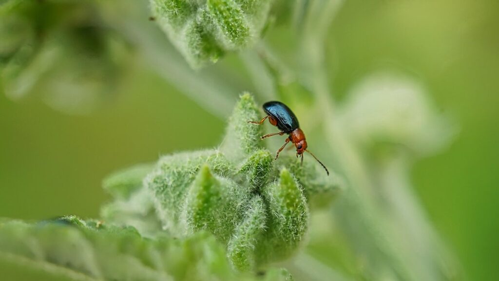 protecting crops from pests