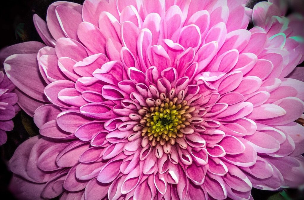 how to cut back chrysanthemums plant