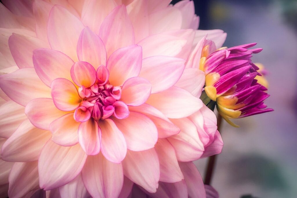 how to grow dahlias